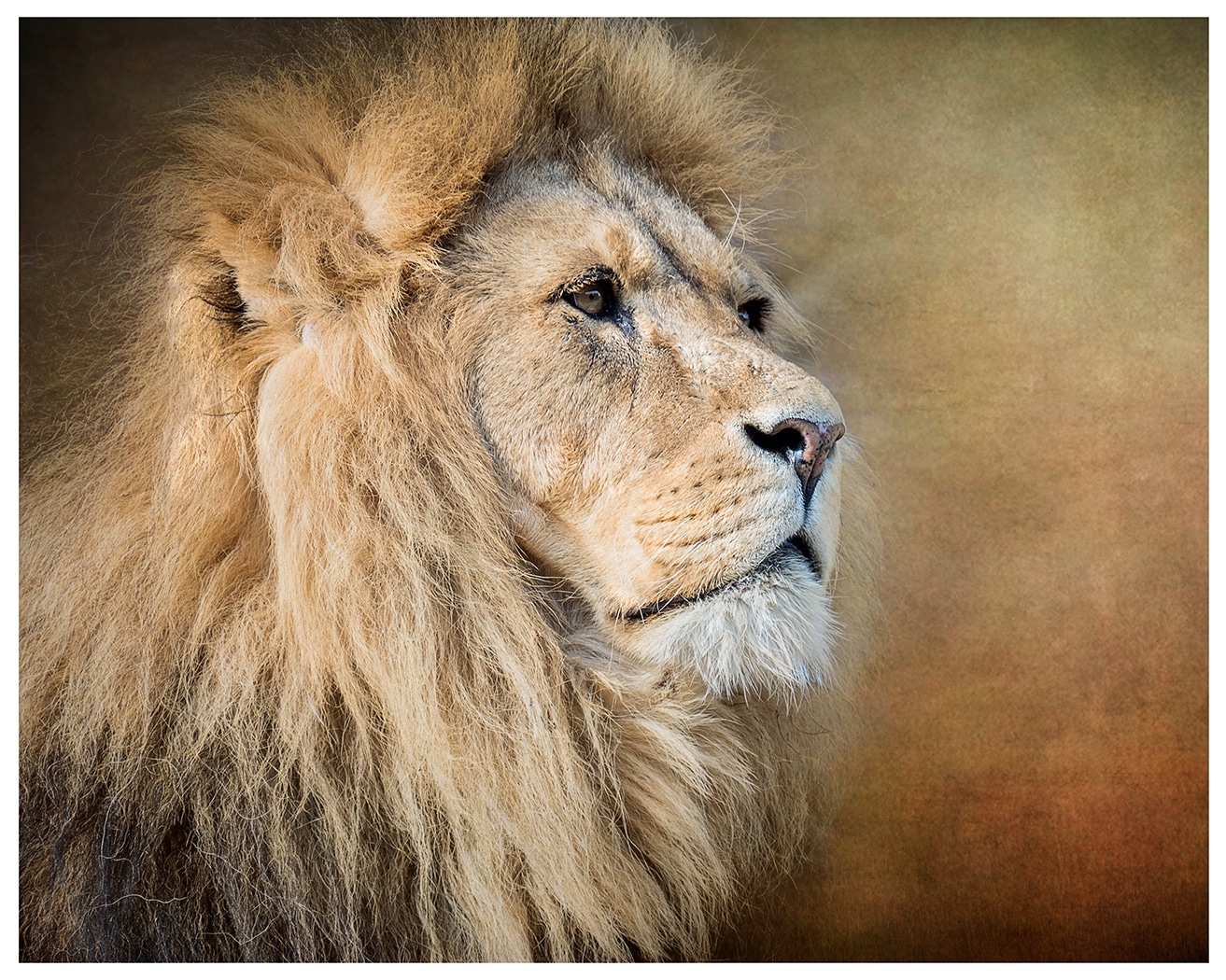 Portraight of a lion which won 1st place in the competition
